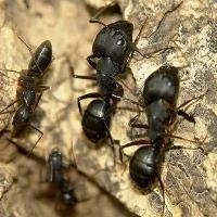 City Wide Ant Control Sydney image 2